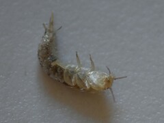 Ctenolepisma longicaudatum