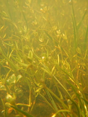 Potamogeton zosteriformis
