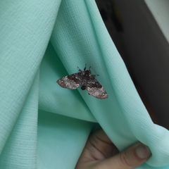 Apatelodes albipunctata