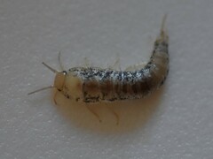 Ctenolepisma longicaudatum
