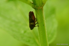 Aphrophora alni