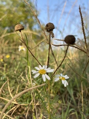 Tripleurospermum