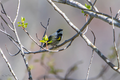 Setophaga coronata coronata