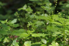 Mercurialis canariensis