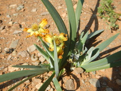 Ferraria
