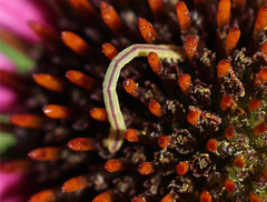 Eupithecia miserulata