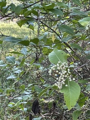 Viburnum nudum