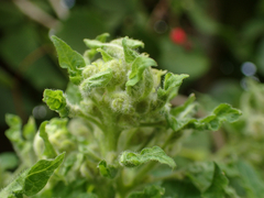 Aceria lycopersici