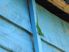 Anolis peynadoi