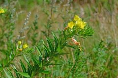 Oenothera biennis