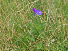 Viola tricolor