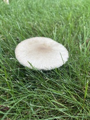 Agaricaceae