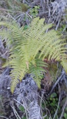 Pteridium aquilinum capense