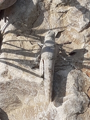 Sphingonotus caerulans