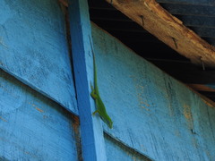 Anolis peynadoi