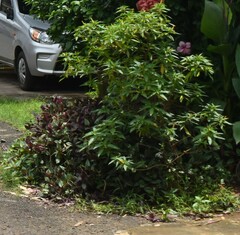Graptophyllum pictum