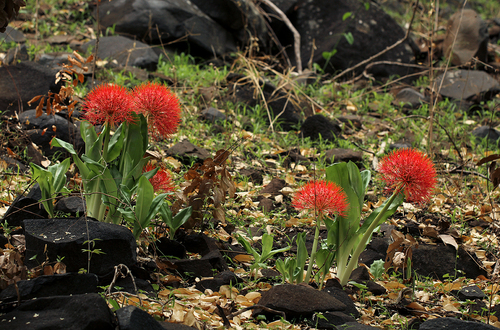 Scadoxus multiflorus image