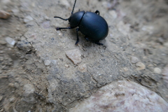Timarcha tenebricosa