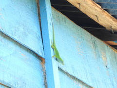 Anolis peynadoi