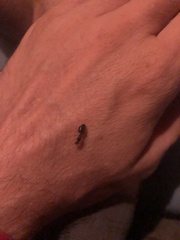 Crematogaster scutellaris