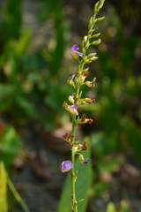 Tadehagi triquetrum