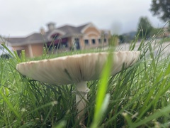Agaricaceae