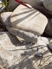 Sphingonotus caerulans