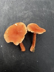 Laccaria laccata