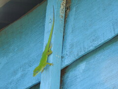Anolis peynadoi