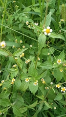 Galinsoga quadriradiata