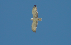 Circaetus gallicus