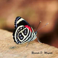 Catagramma pygas thamyras