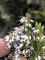 Erica fuscescens