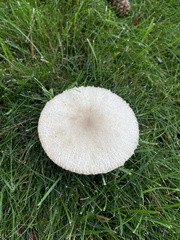 Agaricaceae