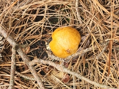 Chalciporus piperatus