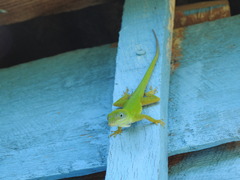 Anolis peynadoi