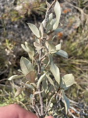 Elaeagnus commutata