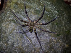 Heteropoda