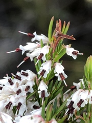 Erica fuscescens
