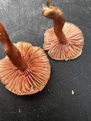 Laccaria laccata