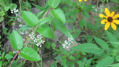 Mikania scandens