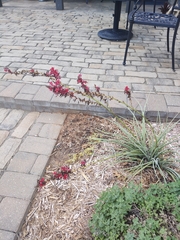 Hesperaloe parviflora