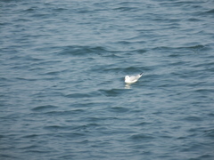 Chroicocephalus ridibundus