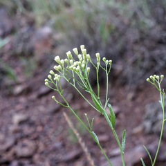 Baccharis thesioides