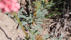 Indigofera heterophylla