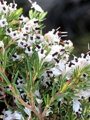 Erica fuscescens