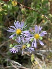 Symphyotrichum