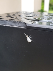 Myllocerus undecimpustulatus