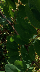 Robinia pseudoacacia