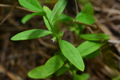 Polygala chinensis